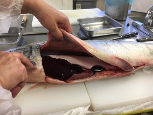 14695376_1152683291495133_4888917353057067497_n