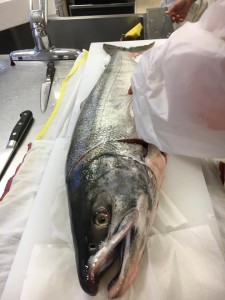 14705779_1152683324828463_1544583046777262574_n