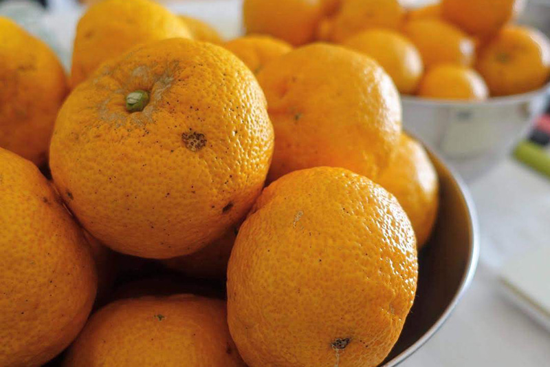 黄柚子胡椒作りワークショップ 旬の柚子胡椒